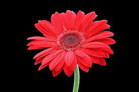Red Gerbera Daisy Gerbera Daisy Gerbera Beauty Tattoos