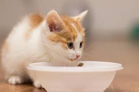 Peut On Donner De L Huile D Olive A Un Chat Alimentation Du Chat Animal Domestique Alimentation Du Chat Chaton