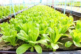 The leaves taste best when they're still young and tender. Growing Romaine Lettuce Like You Were Born To Farm