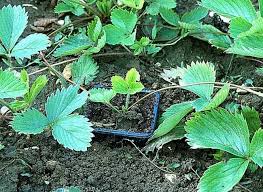 Epingle Sur Mini Potager Pour Enfant