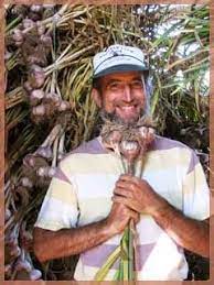 Lab Tested Organic Seed Garlic Grown In Canada For Purchase Online 51 Varieties To Choose From And Bulk Pricing For Growing Garlic Garlic Seeds Organic Seeds