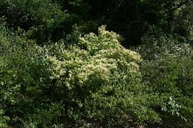 Image result for Combretum padoides