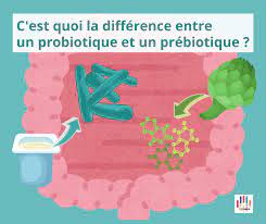 Or il est désormais établi que la qualité de ce microbiote est importante pour notre santé digestive, mais aussi métabolique, immunitaire et. Reflorir Ou Faire Florir C Est Quoi Les Probiotiques Et Les Prebiotiques Inserm La Science Pour La Sante