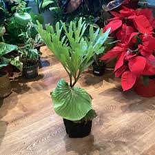 Image result for Platycerium