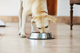 Steve brown, an expert on canine nutrition, shows how you can bring the benefits of the canine ancestral diet to your dog by feeding him differently as . Easy Nutrition Upgrade For Dogs Full Circle Veterinary Alternatives