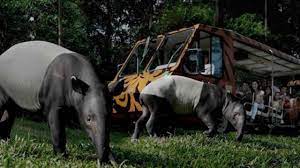 All You Need To Know About Singapore Night Safari Asia Singapore Zoo Wildlife Adventure Travel Destinations Asia