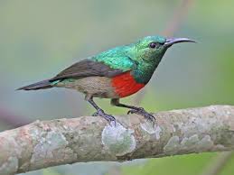 Image result for Cogniauxia podolaena