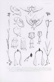 Image result for Aspidoglossum biflorum