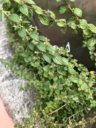 Image result for Pouzolzia