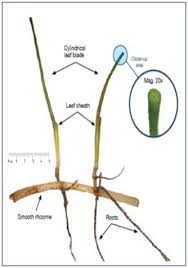 Image result for Syringodium isoetifolium