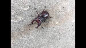 Meteorologists and residents in these states determined the radar likely picked up a. Large Flying Bugs With Pinchers All Over Northeast Ohio Because It S Just Their Time Wtol Com