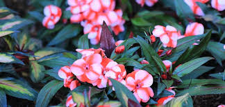 Check spelling or type a new query. New Guinea Impatiens Label Gator