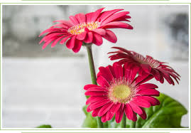 Gerbera Daisy Care Guide Growing Information Tips And