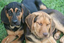 At pet paradise, we've developed the ultimate pet boarding experience. Pace Creek Pet Retreat 10214 Nw State Highway 11 Whitewright Tx 75491 Yp Com