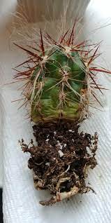 Identifying an underwatered cactus is quite easy compared to an overwatered one. Can This Overwatered Cactus Be Saved Thank You Succulents