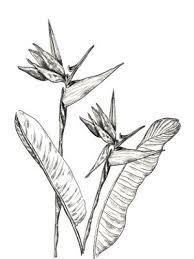 Realistic Bird Of Paradise Flower Tattoo Tropical Flower Tattoos Bird Of Paradise Tattoo Tropical Flower Tattoos Paradise Tattoo