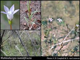 Wahlenbergia tumidifructa is a small herbaceous plant in the family campanulaceae. Wahlenbergia Tumidifructa P J Sm Florabase Flora Of Western Australia