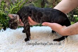 What's the best cat food for bengal cats? Gallery Bengalheritage Cats