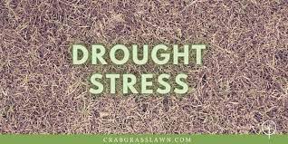Augustine , also called saint augustine of hippo , original latin name aurelius augustinus , (born november 13, 354, tagaste, numidia now souk ahras, algeria—died august 28, 430, hippo regius. How Do You Revive St Augustine Grass 4 Ways To Bring It Back Cg Lawn