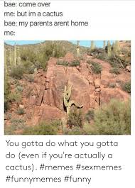 Ohhhhhhhsothisiswhat oivorce feels like yeeeeeeeeah bad idea. 25 Best Memes About Cactus Memes Cactus Memes