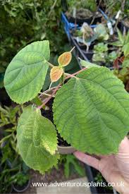 Image result for Boehmeria macrophylla