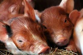 Oh My Gosh Again Seriously It Just Stopped A Few Days Ago This Is Ridiculous My Stomach Hurts My Back Hurts Could Ve Had Sur Cute Pigs Animals Baby Pigs
