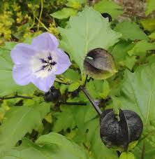 Image result for Nicandra