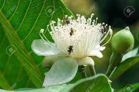 Most of the guava cultivated for edible use are psidium guajav a. Little Flowers Of Guava Tree And Bees In Natural Light Backgrounds Stock Photo Picture And Royalty Free Image Image 89359699