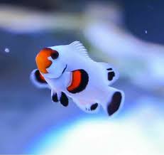 Clown Fish 2020 Akvaryum Baligi Sevimli Hayvan Yavrulari Akvaryumlar