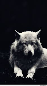 Anii Aras Adli Kullanicinin Bozkurtlar Panosundaki Pin Hayvan Duvar Kagidi Wolf Hayvanlar