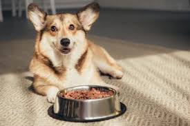 Maybe you would like to learn more about one of these? Welcome To American Pet Hospital Gp Veterinarians