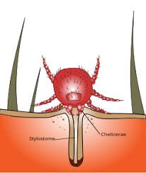 Image result for Trombicula autumnalis bites