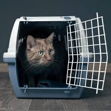 You must be logged in to post a. International Pet Transport Domestic Pet Transport Pet Relocation India Airpets