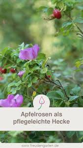 Hecke Mit Apfelrosen Als Pflegeleichter Sichtschutz Im Garten Garten Pflanzen Sichtschutz Apfelrosen Pflanzen Bepflanzung
