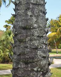 Image result for Elaeis guineensis