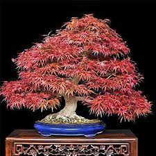 Adb Inc 50 Seeds Acer Flame Bonsai Ornimental Tree Seeds You Can Find More Details By Visiting The Image Link Maple Bonsai Indoor Bonsai Bonsai Tree Types
