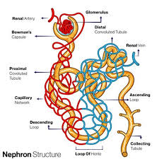 Image result for Loop Diuretic