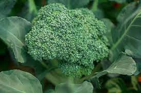Keep the mix evenly moist and growing in. 7erig X6njxxim