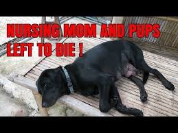 Check spelling or type a new query. Pin On Labrador Retriever