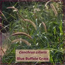 Image result for Cenchrus ciliaris