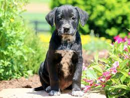 Feel free to browse hundreds of active classified puppy for sale listings, from dog breeders in pa and the surrounding areas. Lab Mix Puppies For Sale Puppy Adoption Keystone Puppies