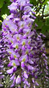 The Best Washington Dc Gardens By Blooming Season Video Video Georgetown Washington Dc Beautiful Flower Quotes Wisteria