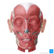 There are around 650 skeletal muscles within the typical human body. Facial Muscles Anatomy Function And Clinical Cases Kenhub