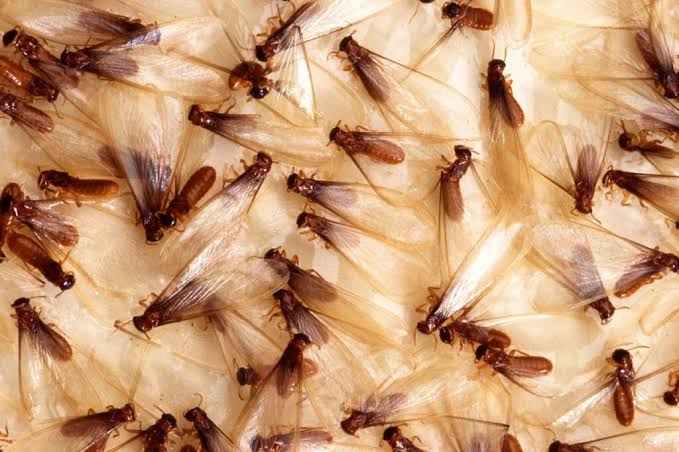 seasonal-pest-guide-nyc