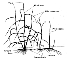 Maybe you would like to learn more about one of these? Raspberries More University Of Illinois Extension