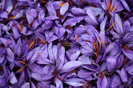 Saffron Harvest In Greece In Pictures Saffron Flower Greece Purple Garden