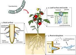 Plant cell uses for growth and activities. Frontiers Algae As New Kids In The Beneficial Plant Microbiome Plant Science