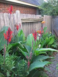 Cannalilies1 Edible Wild Plants Canna Lily Lily Plants