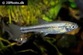 They eat all sorts of foods and in the wild they take algae, plankton and small insects. Rosy Red Minnow Care Size Lifespan Tank Mates Breeding