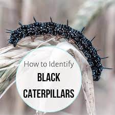 They are very noticeable caterpillars because of their black spiky bodies. Black Caterpillars An Identification Guide To Common Species Owlcation